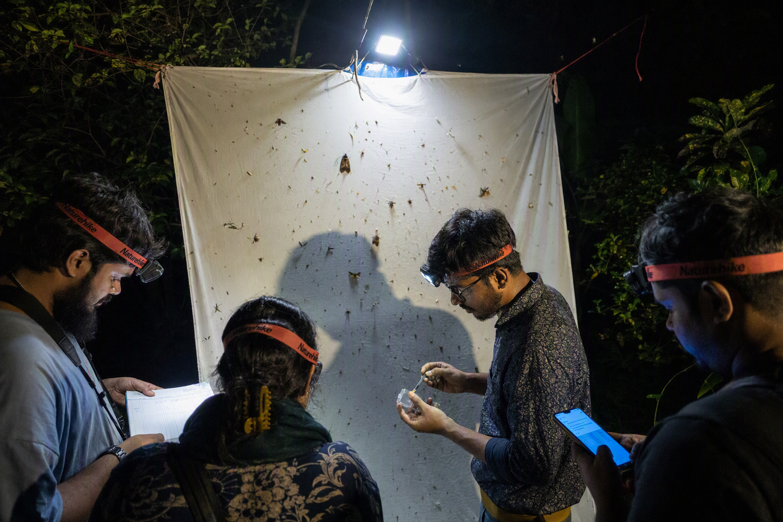 A moth approaching pale balcony flowers under a softly shielded observation light at night